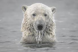 Polar Bears At Risk From Toxic Chemical Exposure Now Powered By Northrop Grumman