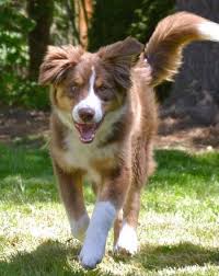 Border Collie Australian Shepherd Mix Black And Brown Ziggy The Australian Shepherd Mix Australian Shepherd Mix Australian Shepherd Brown Australian Shepherd