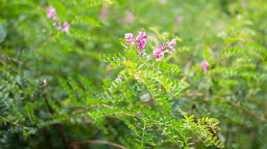 Image result for Indigofera dyeri