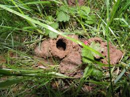 Bandicoots are found in most coastal areas around australia. Time To Start Looking For Signs Of Periodical Cicadas Cicada Mania