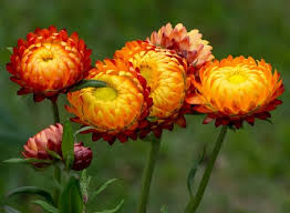 You discover a delicate flower bed home to a variety of different colored flora and you decide to pick one for after you make your wish in the fountain, you feel a couple of flower stems drift past your nose. Experience Of Buying Fresh Distilled Flowers For A Long Time Is Still Not Over Electrodealpro