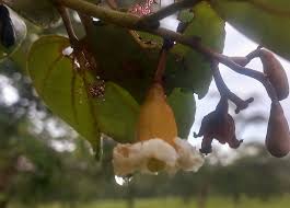 Image result for Piliostigma thonningii