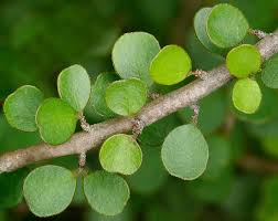 Image result for Myrsinaceae