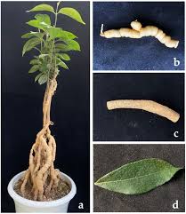 Image result for Morinda