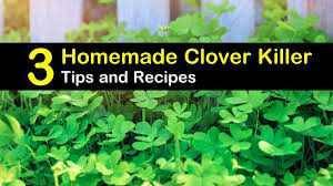 Moreover, it kills the clover fast, and they should be out and dry within 24 hours. 3 Homemade Clover Killer Tips And Recipes