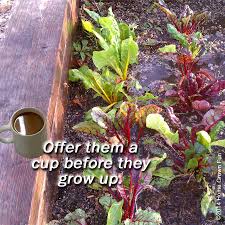 However, rinsed coffee grounds shift to a ph of around 6.5, which is almost neutral, according to gardening know how. Coffee Grounds Fertilizer For Plants Good Source Of Nitrogen Does It Acidify The Soil Home Grown Fun
