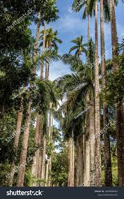 Image result for Roystonea oleracea