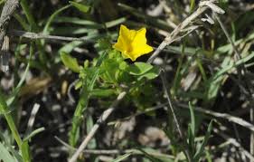 Image result for Euploca katangensis