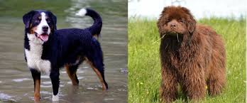 Lancaster puppies pairs newfoundland dog breeders with great people like you! Bernefie Newfoundland Bernese Mountain Dog Mix