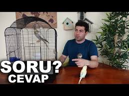 Harness Kus Tasmasi Zararli Mi Muhabbet Kusu Sultan Papagani Youtube