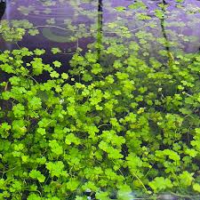 Image result for Hydrocotyle