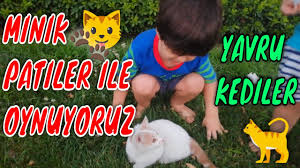 Fatih Selim Ve Minik Pati Oynuyor Vedat Alp Ve Ruzgar Cem Kedi Ile Oynuyor Youtube