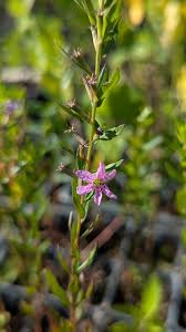 Image result for Lythrum rotundifolium