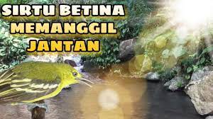 Suara Sirtu Betina Memanggil Jantan Untuk Pikat Pancingan Cipoh Tarung Betina Suara