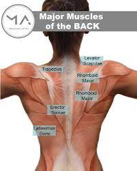 Posterior Muscles Latissimus Dorsi Major Muscles Muscle