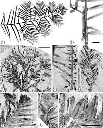 Image result for Metasequoia glyptostroboides