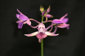 Image result for Calanthe sylvatica