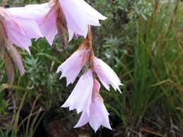 Image result for Dierama formosum × plowesii