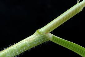 Image result for Bromus catharticus