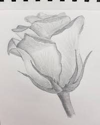 My First Pencil Drawings Pencil Drawing Draw Flowers Rose Nature Drawing Pencil Drawings Of Flowers Art Drawings Simple Happy flower theme image 3.