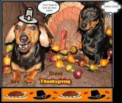After thanksgiving dinner.with my daddy i licked some gravy off daddy's face: Thanksgiving Day The Dachshund Rescue Web Page Funny Dachshund Pictures Dachshund Pictures Really Cute Puppies