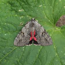 Image result for Catocala electa