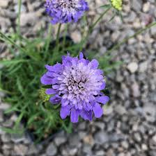 Image result for Scabiosa