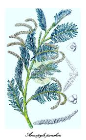 Image result for Podocarpaceae