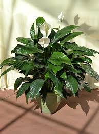Beat The Winter Blues With Tropical Plants Plants Tropical Plants Outdoor Plants