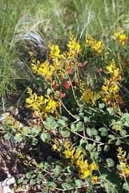 Image result for Adenolobus pechuelii