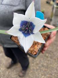 Image result for Tinnea coerulea