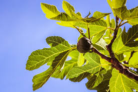 Figs grown in tree form should be set 15 to 20 feet apart in the row and 20 feet apart between rows. How To Grow Fig Trees And Prune Them Real Homes