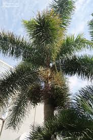 Image result for Wodyetia