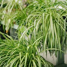 Image result for Chlorophytum silvaticum