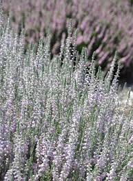 We did not find results for: Three Dogs In A Garden A Garden Filled With Lavender Heather