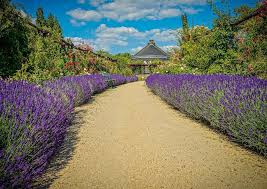 When you do plant, here are some key tips. Growing Lavender As A Hedge Or Edging Plant How To Plant Your Garden