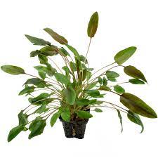 Top cryptocoryne types for planted aquariums. Cryptocoryne Wendtii Indonesii