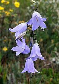 Pin By Josie Cook On Arm Tattoo Ideas Wild Flowers Bellflower Plant Plant Symbolism