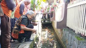 Wow Warga Klaten Sulap Selokan Menjadi Kolam Ikan Koi Tribun Jateng