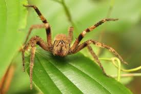 It was first discovered in brazil hence its name. Brazilian Wandering Spider Phoneutria Fera Inaturalist