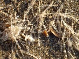 Small clear plastic worm bin for kids. Cellophane Tube Worms Found At Sunset Bay Lifestyles Theworldlink Com
