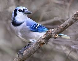 Gray Birds That Look Like Blue Jays Birds Image By Woodpecker Creations Michael On Bluejays