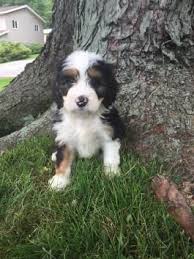 Maybe you would like to learn more about one of these? Mini Bernedoodle Puppies For Sale Lancaster Puppies Bernedoodle Puppy For Sale Bernedoodle Puppies Bernedoodle