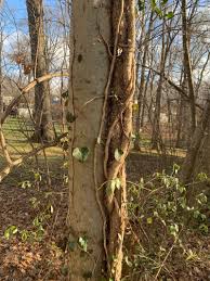 Medicinal vine is wrapped around the head to treat headaches resulting from a xikrin funeral ritual in which mourning women hit their heads with. Why You Need To Remove Vines From Trees Nashville Tree Conservation Corps
