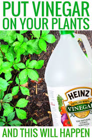 Setzen Sie Essig Auf Ihre Pflanzen Und Dies Wird Passieren In 2020 Pflanzen Gartentipps Garten Pflanzen