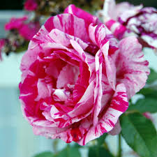 6 stalks of roses meaning. Easiest Ways To Root Roses From Cuttings Flower Patch Farmhouse
