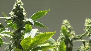 Not only is this enjoyable for recreational smokers with uninspired cupboards, but it can have important therapeutic value for medical marijuana users too. Growers Fret As Mexico Moves To Legalize Marijuana Abc News