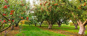 Download millions of videos online. Taille Pommier Comment Et Quand Tailler Un Pommier Allojardin Com