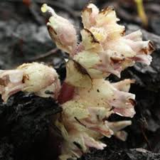 Image result for Micrargeriella