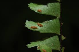 Image result for Asplenium normale